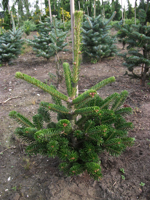 Abies alba 'Brinar'