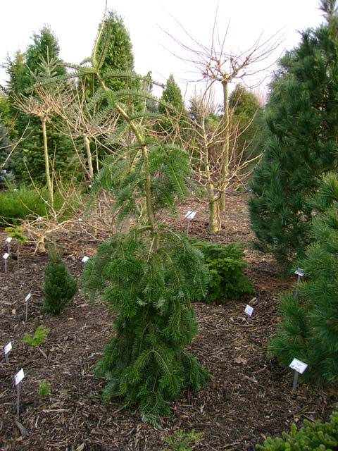 Abies alba 'Pendula'