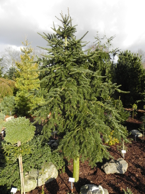 Abies balsamea 'Weeping Larry'