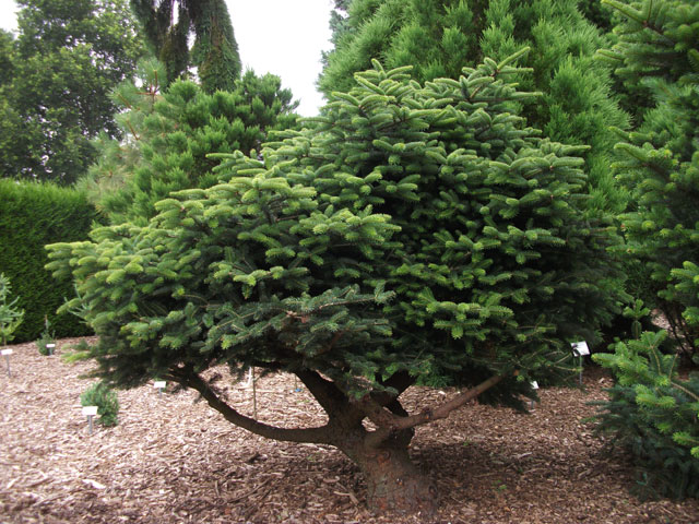 Abies cephalonica 'Meyer's Dwarf' (Nana)