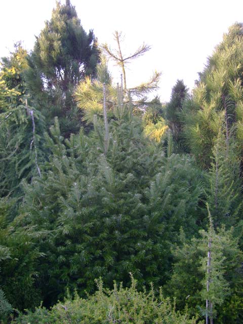 Abies sibirica 