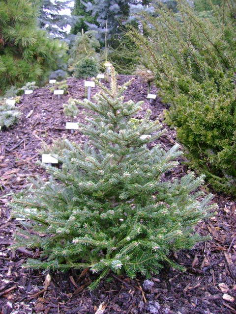 Abies fraseri 'Rawls Dwarf' (Pauls Dwarf, Rawls Rauls Rauls Dwarf Rauls W.B.)