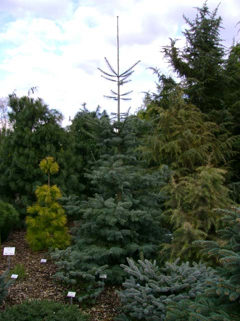 Abies grandis (x) 'Leuteneggeri' ( A. grandis x A. concolor)