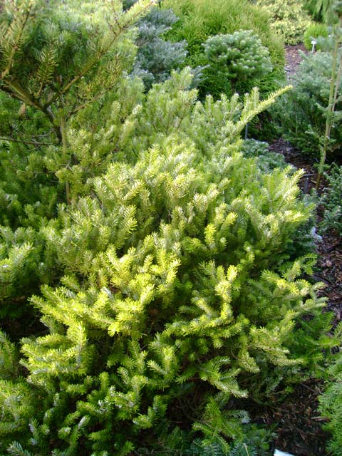 Abies koreana 'Golden Glow'