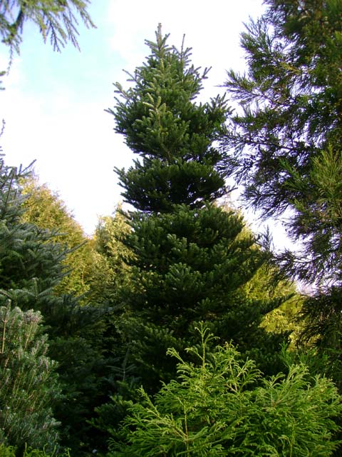 Abies koreana 'Luminetta' (Lutea)