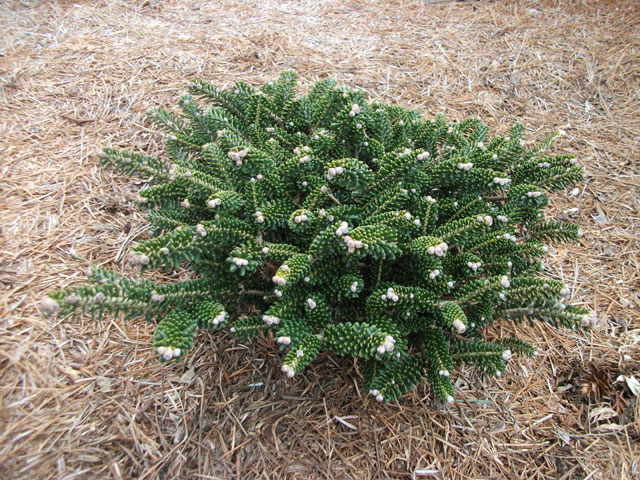 Abies koreana 'Oberon' (Stolwijk No. 2)