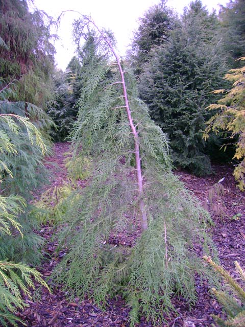 Chamaecyparis lawsoniana 'Intertexta'