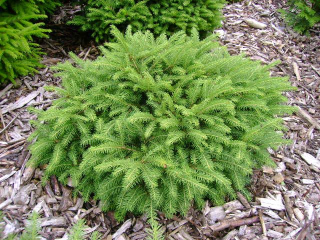 Picea abies 'Nidiformis'