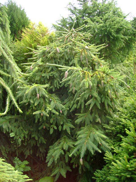 Picea abies 'Acrocona'