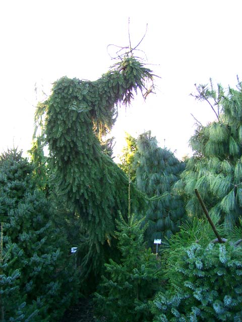 Picea omorika 'Pendula'