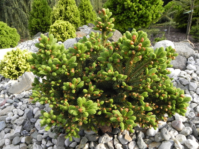 Picea albertiana (x) (P.glauca x P.engelmannii) 'Filips Moon Mountain'