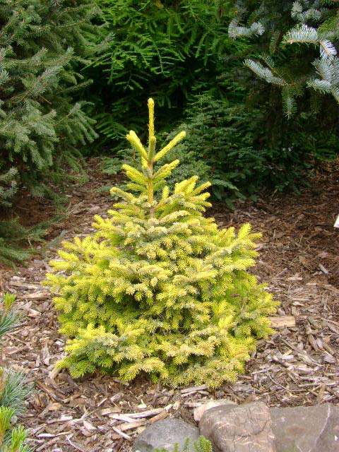 Picea jezoensis 'Aurea'