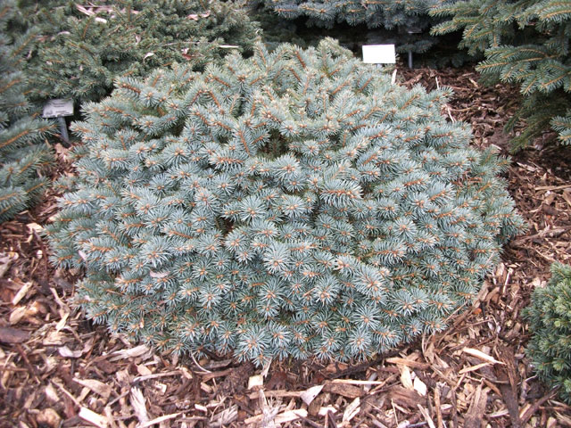 Picea pungens 'Blaukissen'