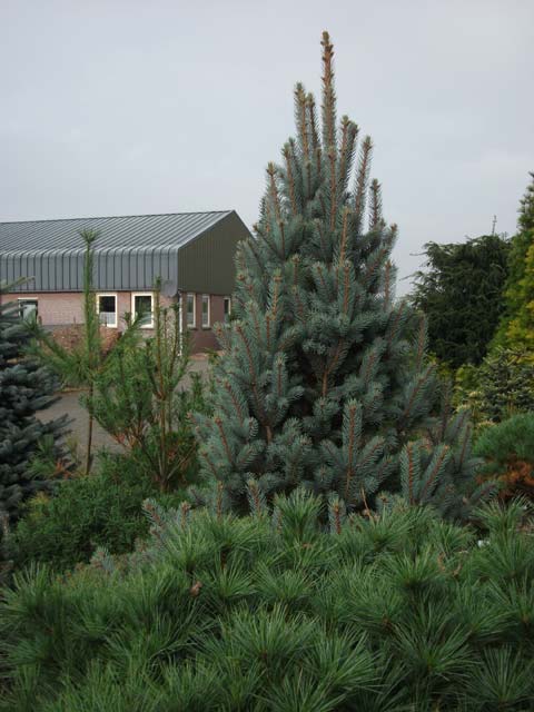 Picea pungens 'Iseli Fastigiate'