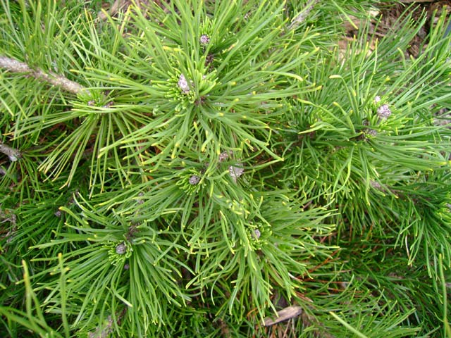 Pinus mugo 'Filips Crown Jewel'