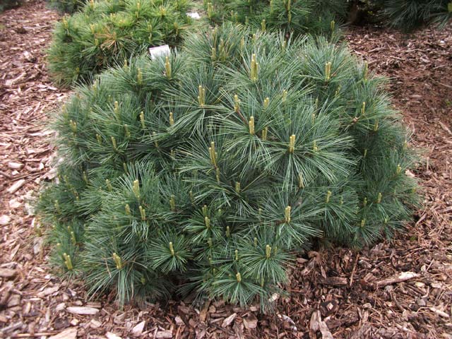 Pinus strobus 'Bergman's Mini'