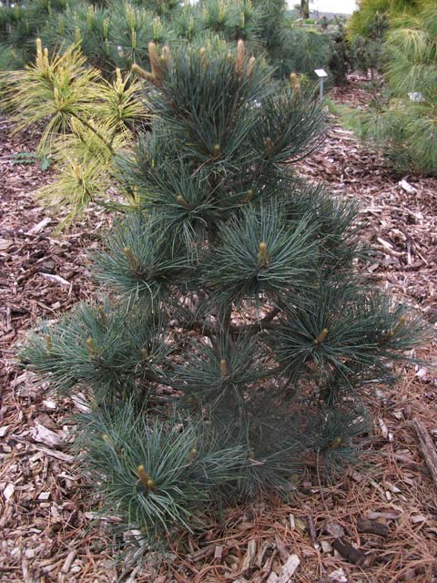 Pinus strobus 'Densa'