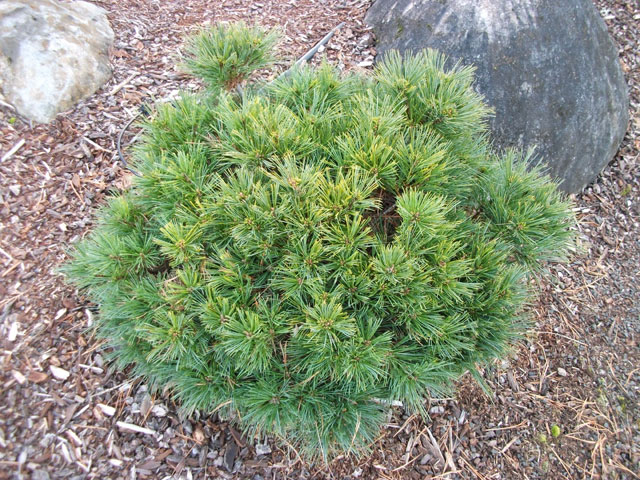 Pinus strobus 'Greg'