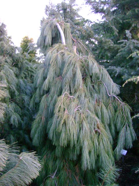 Pinus strobus 'Pendula'