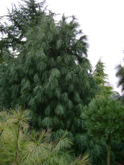 Pinus strobus 'Torulosa'