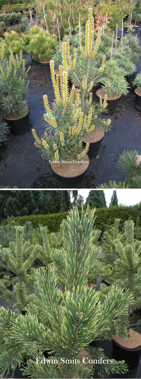 Pinus sylvestris 'degrd'