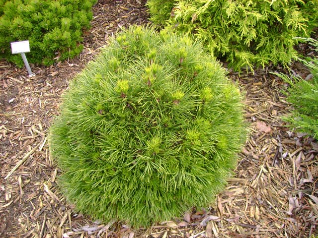 Pinus mugo 'Varella'