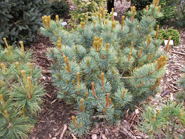 Pinus pumila 'Glauca'