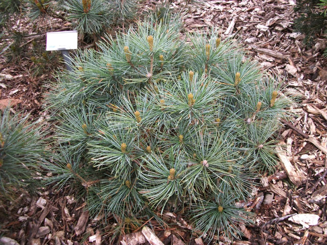 Pinus pumila 'Jeddeloh'