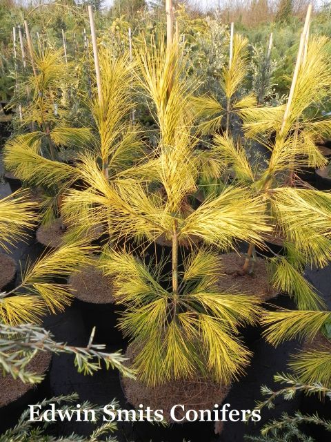 Pinus strobus 'Louie'