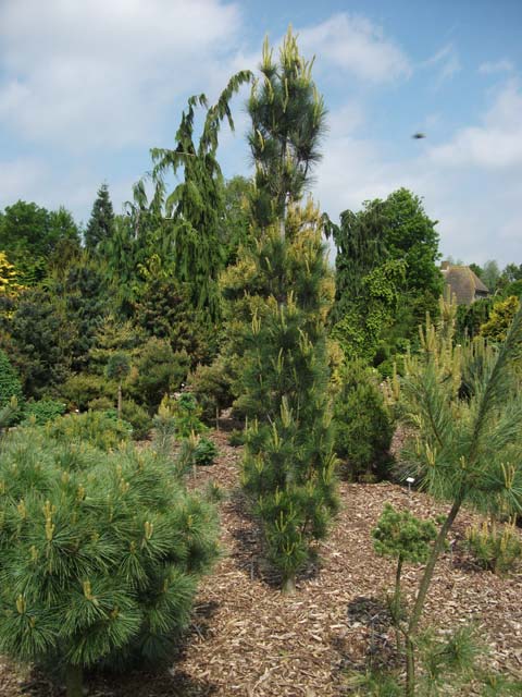 Pinus strobus 'Stowe Pillar'