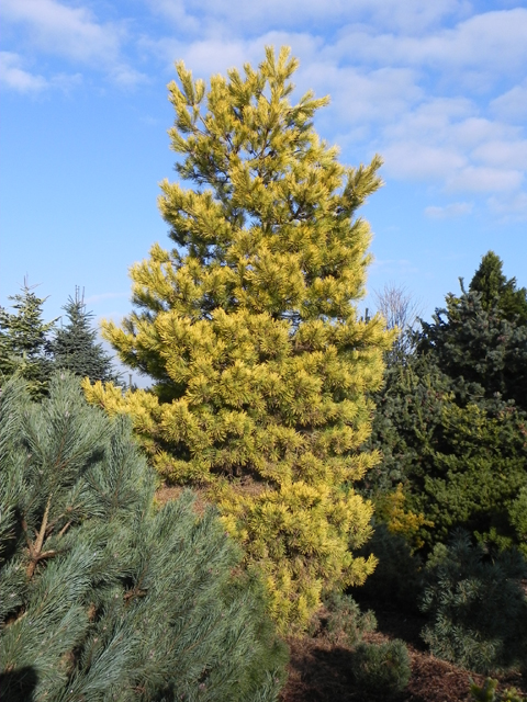 Pinus sylvestris 'Aurea'