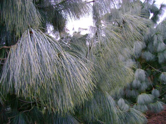 Pinus wallichiana 'Zebrina'