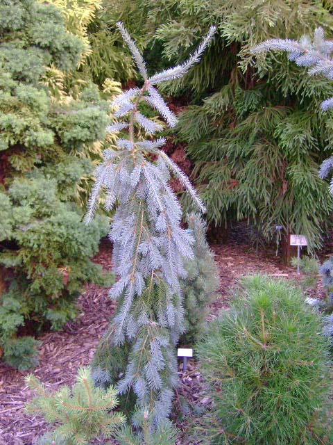 Pseudotsuga menziesii var. glauca 'Pendula'