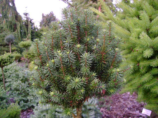 Pseudotsuga menziesii 'Hillside Pride'