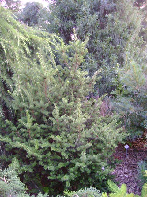 Pseudotsuga menziesii 'Holmstrup'