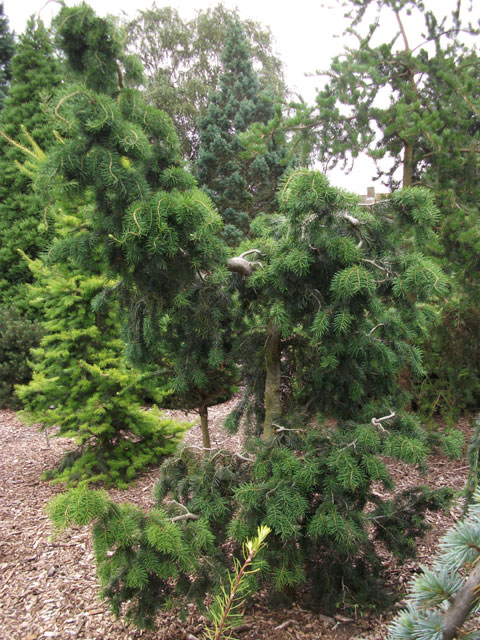 Pseudotsuga menziesii 'Serpentine'