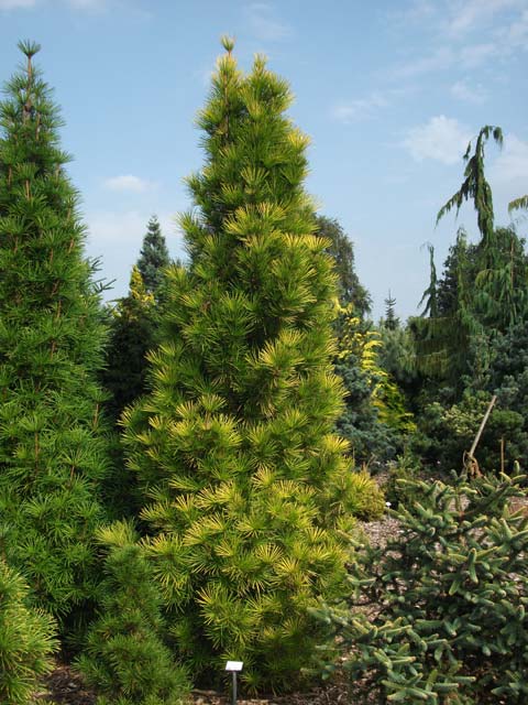 Sciadopitys verticillata 'Golden Rush'