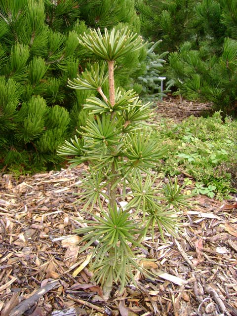 Sciadopitys verticillata 'Green Star'