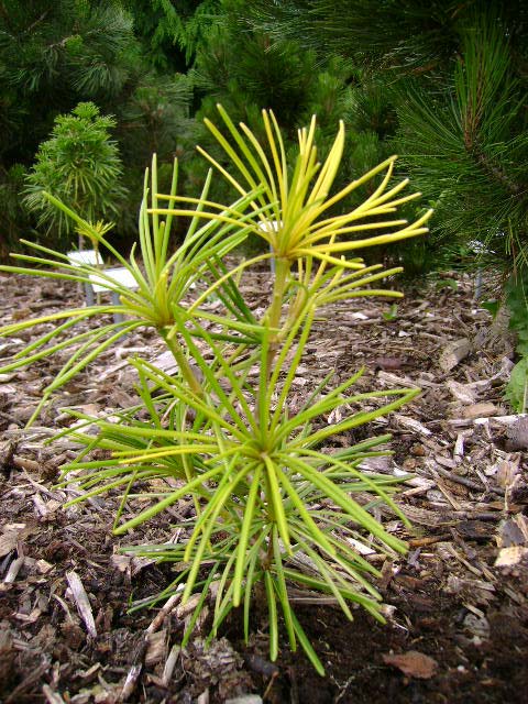 Sciadopitys verticillata 'Papagei'