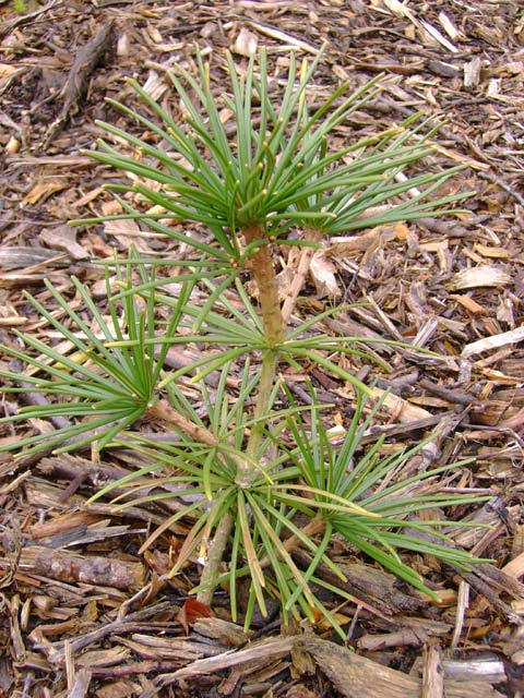 Sciadopitys verticillata 'Starburst'