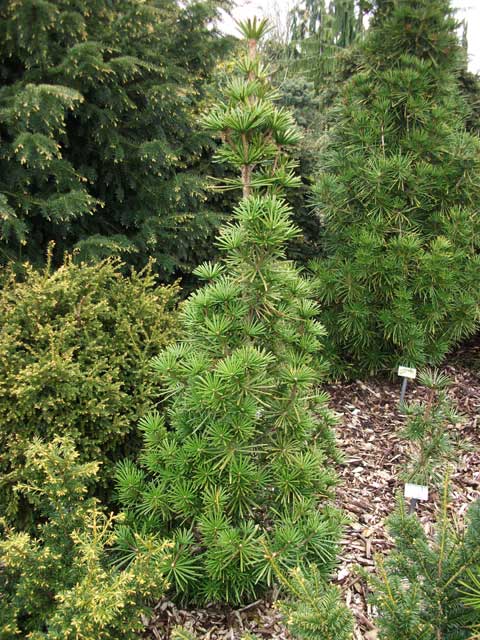 Sciadopitys verticillata 'Sternschnuppe'