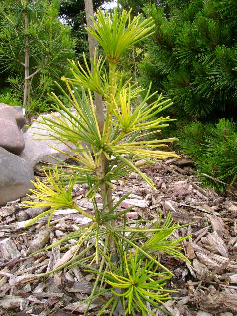 Sciadopitys verticillata 'Variegated'