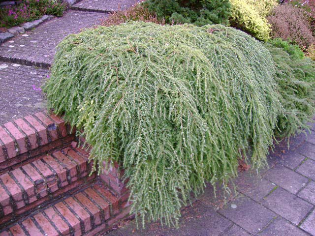 Tsuga canadensis 'Cole' (Coles Prostrate)