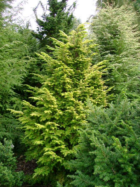 Tsuga canadensis 'Everitt's Golden'