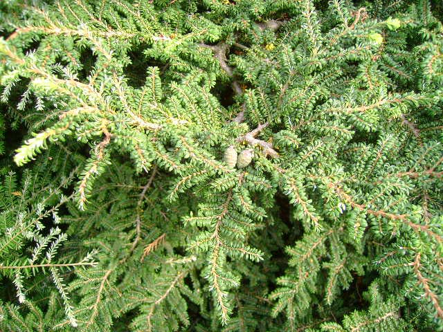 Tsuga canadensis 'Verkade's Recurved'