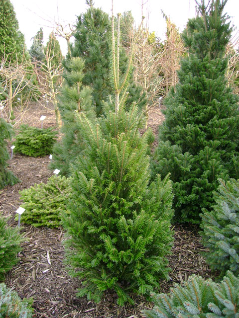Abies alba 'Fastigiata'