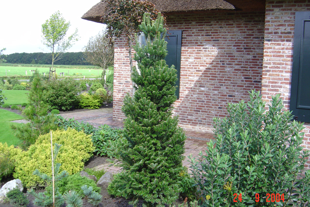 Abies alba 'Pyramidalis'