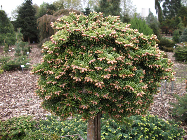 Abies balsamea 'W.B. 94018'