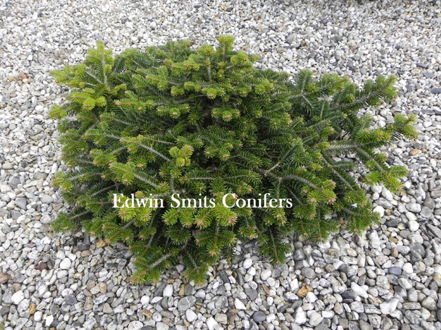 Abies bornmuelleriana (x) 'Barney' (Franke)