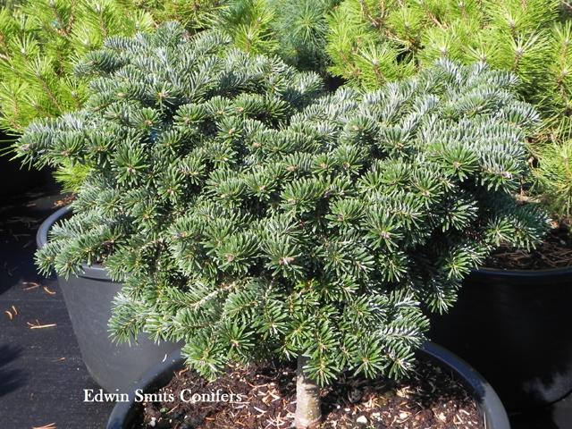 Abies borisii-regis 'J.K. Greece'